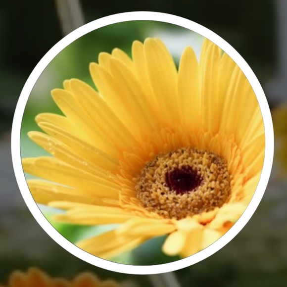 Meet your Posher, Corly - Picture 1 of 1